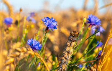 Mavi çelenkler buğday tarlasında yetişir, mavi gökyüzüne karşı, yakın plan, seçici odak.