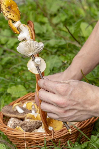 Cueilleur Champignons Brins Champignons Sur Bâton Veut Les Faire Frire — Photo