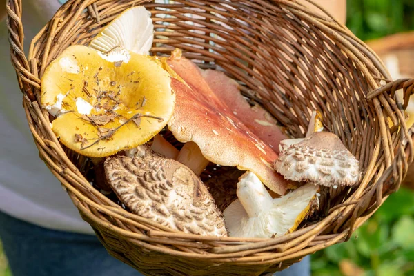 Homme Tient Panier Osier Avec Des Champignons Dans Ses Mains — Photo