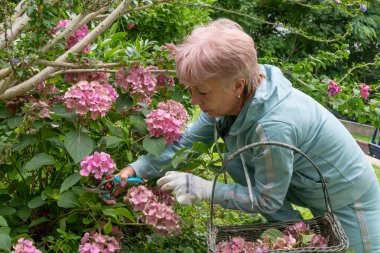 Yaşlı bir kadın ortanca çalısı ister ve bir yaz bahçesinde budama makasıyla çiçek keser.