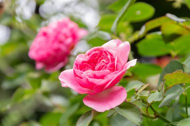 Yazın bahçedeki çalıların üzerinde açan parlak pembe bir gül. Yaklaş.