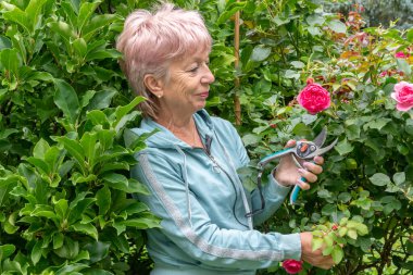 Yaşlı bir kadın gül dallarını keser ve yazın çalıları şekillendirir.