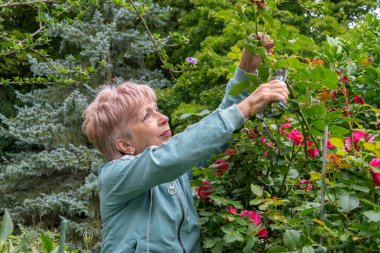 Bir kadın gül çalılığına ulaşıyor ve yazın budama makası ile üst dalları kesiyor.