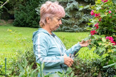 Kıdemli bir kadın çiçek açan bir gül çalısını inceliyor ve yaz bakımı sırasında budama makası tutuyor.