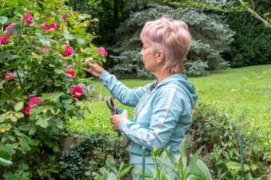 Yaşlı bir bahçıvan yeşil çalıların arasındaki süs bitkileriyle ilgilenir.