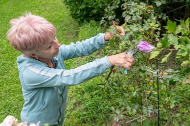 Bir kadın yazın budama makası ile bir gül çalısının alt dallarını eğip keser.