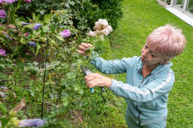 Bir kadın entrika üzerinde budama makası olan süs bitkisinin ince çekimlerini dikkatlice kesiyor.