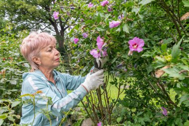 Son sınıf öğrencisi bir kadın, yazları arsada makasıyla çiçek açan bir çalıyı buduyor.