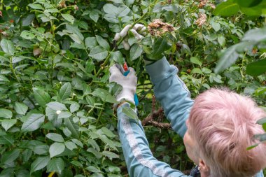 Eldivenli bir kadın ellerini kaldırır ve budama makası ile gül dallarını keser.