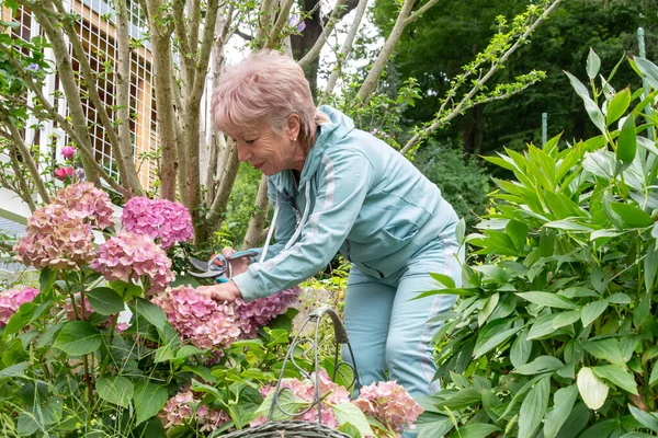 Yaşlı bir bahçıvan, yazın bir bahçe arazisinde süs eşyalarıyla ilgilenir.