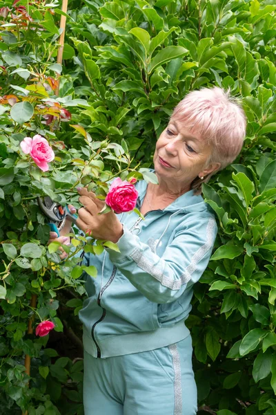 Bir kadın, sık yeşil bahçe çalıları arasında budama makası ile bir gül dalını dikkatlice keser.