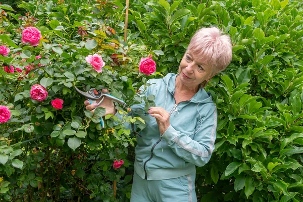 Bir kadın bahçe işlerinde makas tutar ve bir gül çalısı ile ilgilenir.