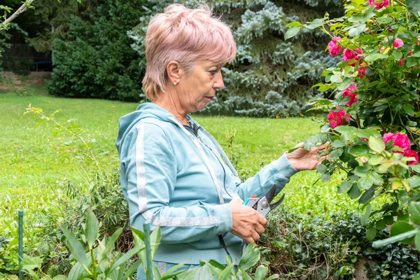 Kıdemli bir kadın çiçek açan bir gül çalısını inceliyor ve yaz bakımı sırasında budama makası tutuyor.