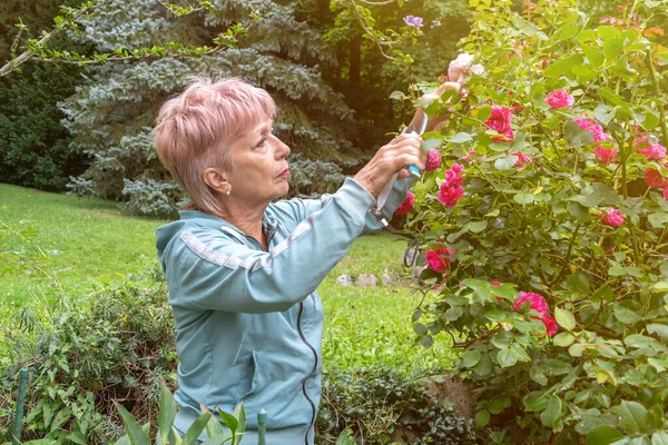 Budama makası olan bir kadın bahçedeki güneş ışığında çiçek açan gül dallarını keser.