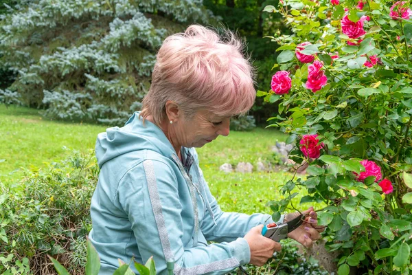 Yaşlı bir kadın bahçesinde makasıyla güller açıyor.