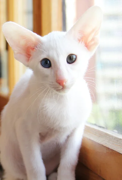 Farklı renk gözlü beyaz oryantal kedi