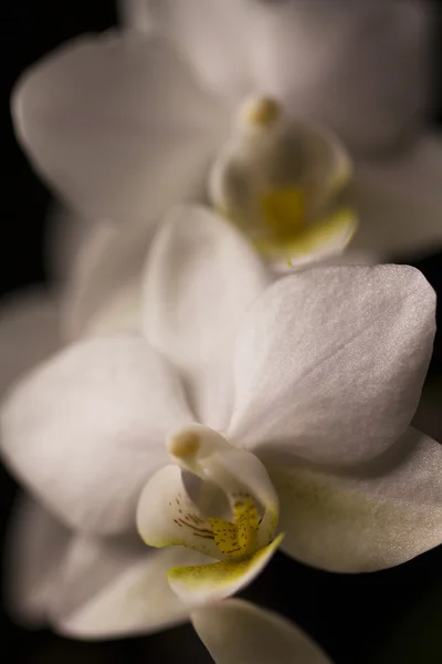 Beyaz Orkide çiçek — Stok fotoğraf