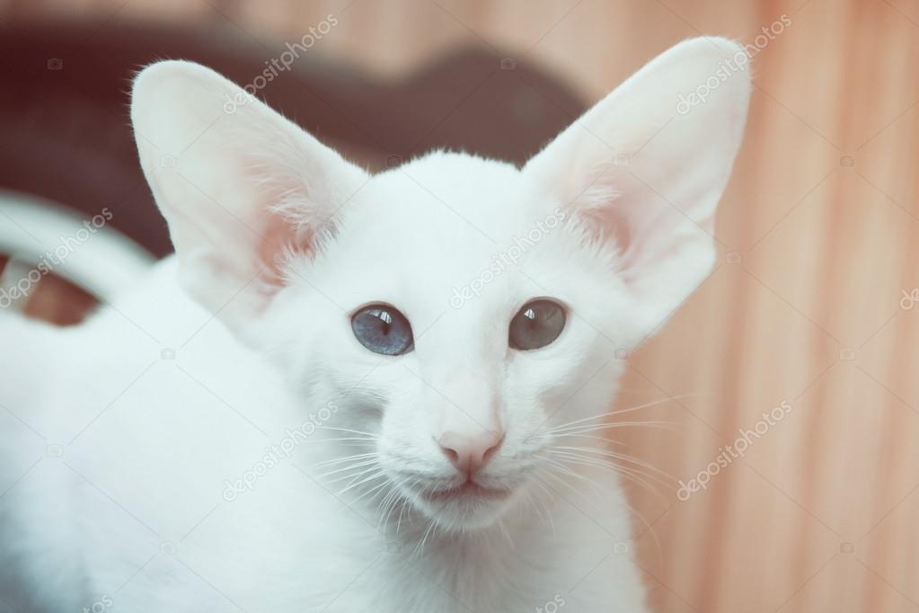 White oriental cat with eyes of different colors