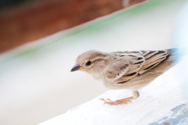 küçük serçe yakın çekim