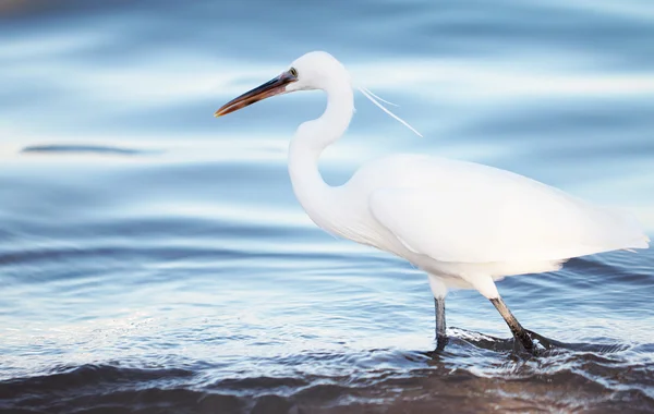 Egret bianco a la riva del mare — Foto Stock