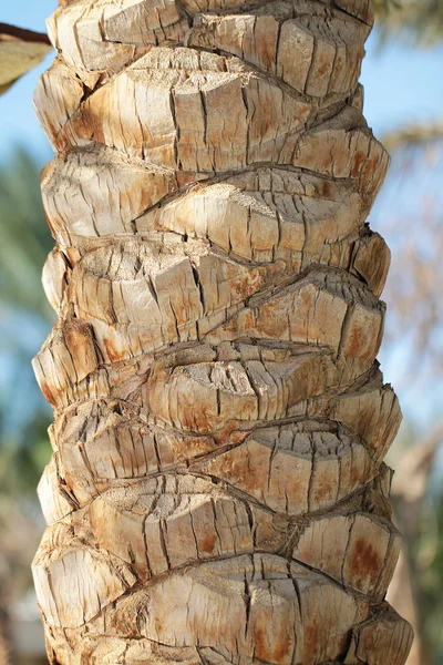 Textura palmera — Foto de Stock