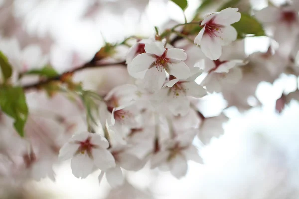 Сакура красивый цветок — стоковое фото