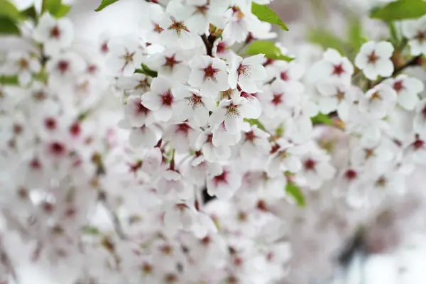 Сакура красивый цветок — стоковое фото