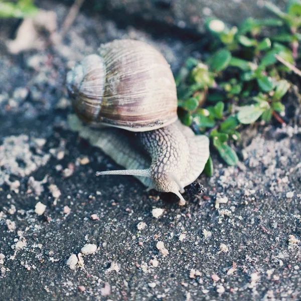 蜗牛在路上特写照片 — 图库照片