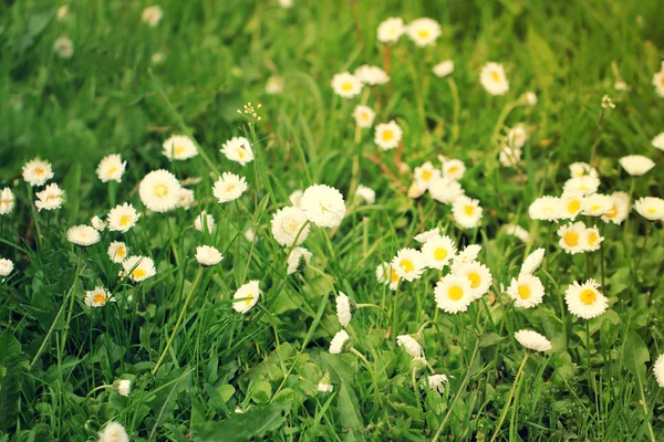 Prachtige daisy bloemen veld — Stockfoto