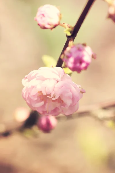 Цветы миндаля Блоссом — стоковое фото