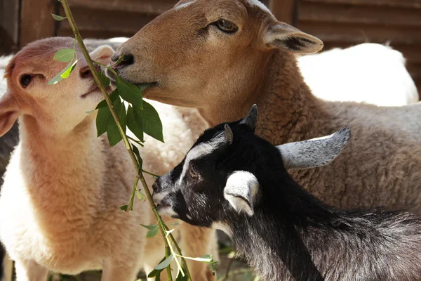 Keçi ve koyun yemek — Stok fotoğraf