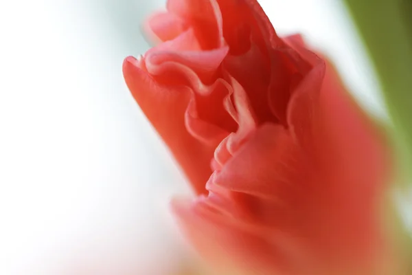 Belles fleurs de gladiole rose — Photo