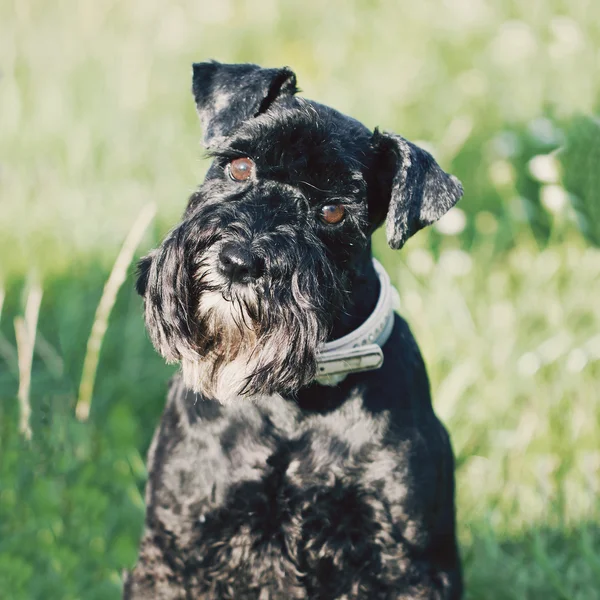 Zabawny pies czarny — Zdjęcie stockowe