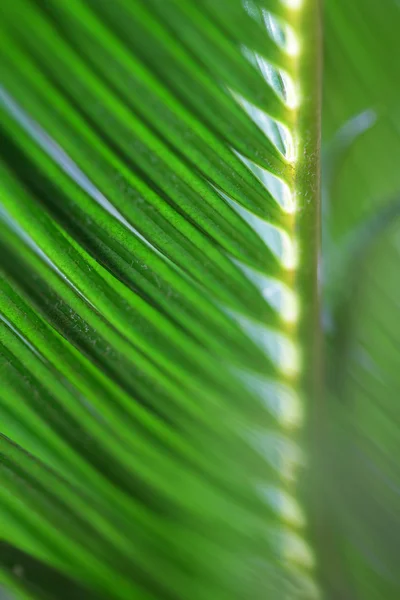 Hojas de palma verde de cerca — Foto de Stock