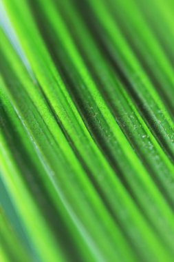 yakın yeşil palmiye yaprakları