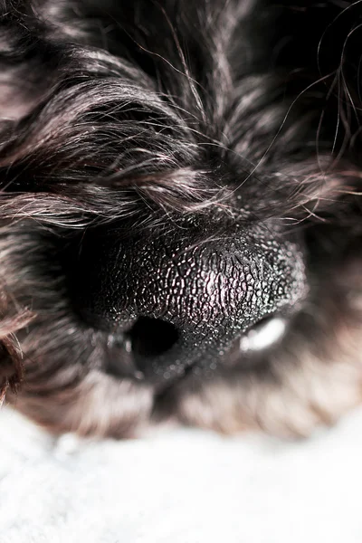Dogs nose close up