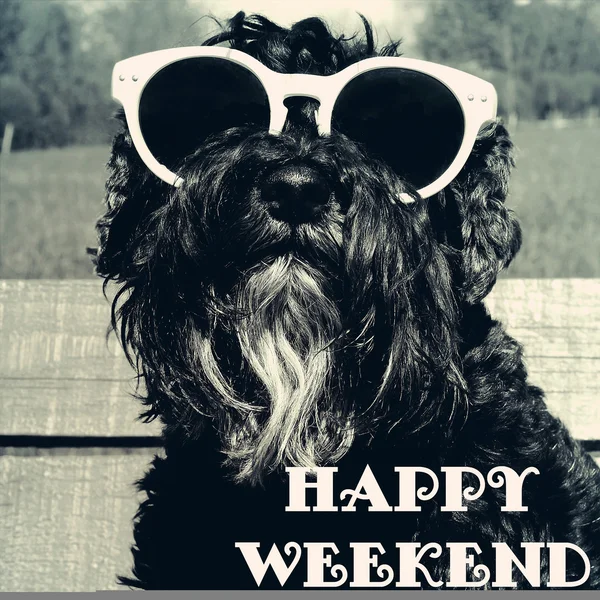 Dog in sunglasses with text: Happy weekend — Stock Photo, Image