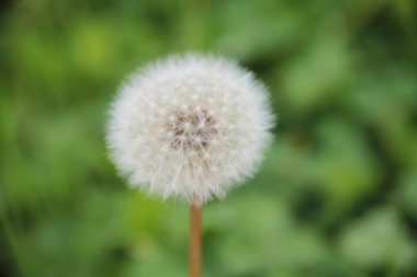 Karahindiba çiçeği yaklaş.