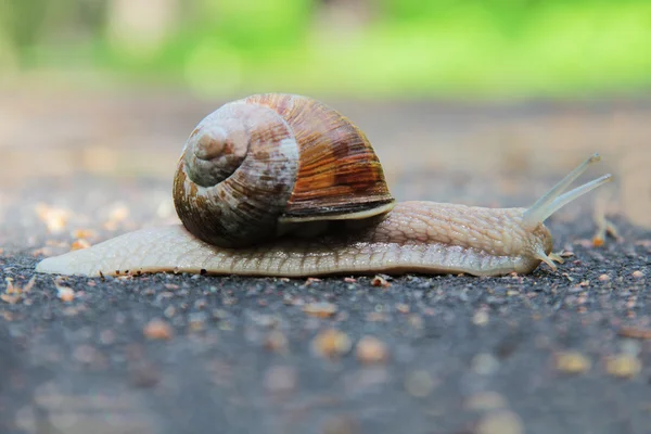 Schnecke auf der Straße — Stockfoto