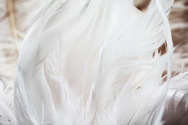 Fondo plumas blancas — Foto de Stock