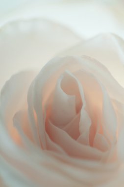 beyaz gül arka plan