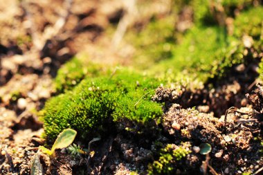 Moss makro arka plan