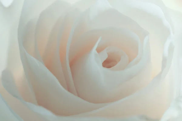 Fond rose blanc — Photo