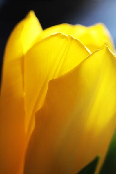 Lale yakın çekim — Stok fotoğraf