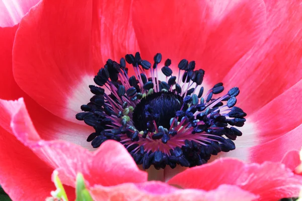 Kırmızı haşhaş çiçek makro fotoğraf — Stok fotoğraf
