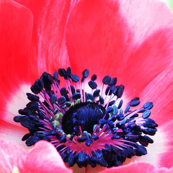 Kırmızı haşhaş çiçek makro fotoğraf — Stok fotoğraf