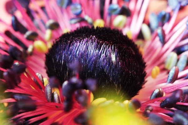 Rode papaver bloem macro foto — Stockfoto