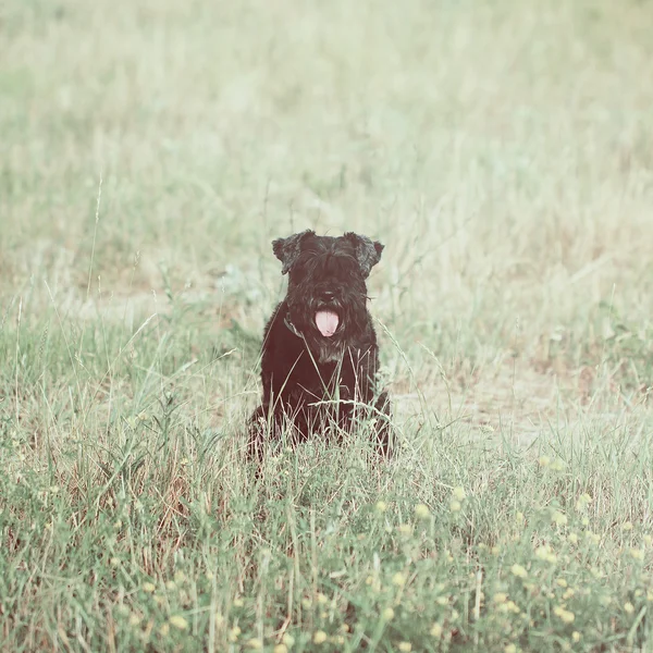 Sznaucer miniaturowy czarny pies — Zdjęcie stockowe