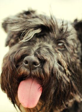 Siyah Minyatür Schnauzer köpek