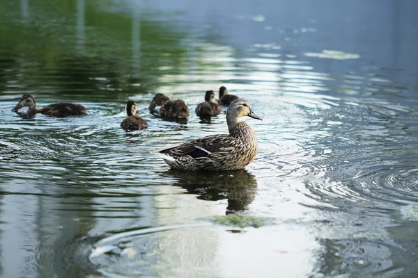 Άγρια πάπια πουλιών στη λίμνη — Φωτογραφία Αρχείου